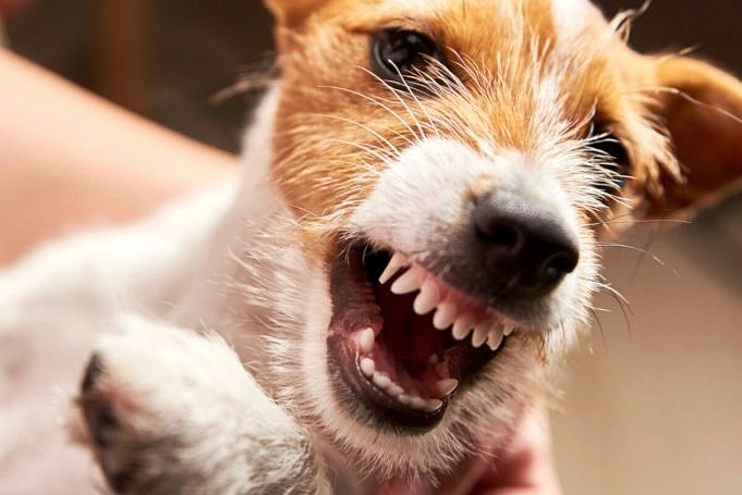 13 Anledningar Till Att Din Hund är Aggressiv Mot Din Man