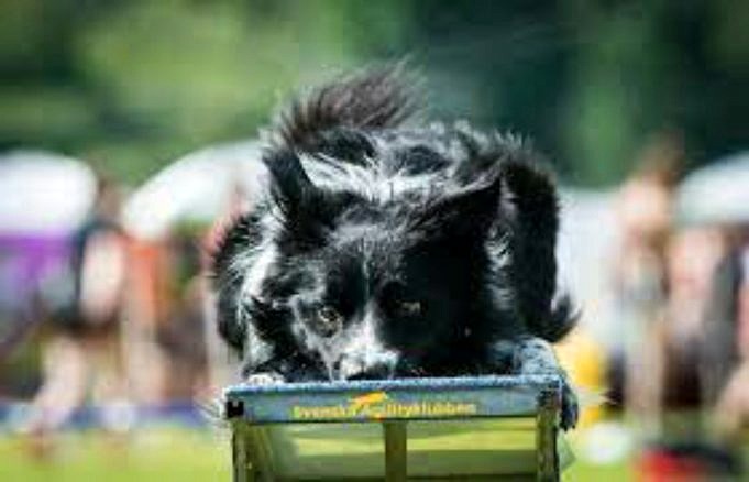 17 Bästa Sätten Att Be Din Hund Om Ursäkt Hur-att-guide 2022