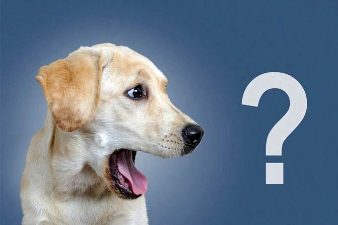 5 Skäl Till Varför Din Hund Jagar Bilar Helt Plötsligt + 7 Tips