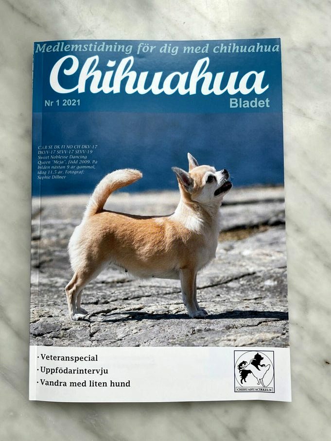 Chihuahuas är INTE Hundar, De är Gnagare! Fem Fakta