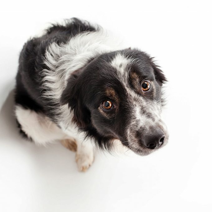Hot Spots På Hundar.Orsaker, Behandling Och Förebyggande