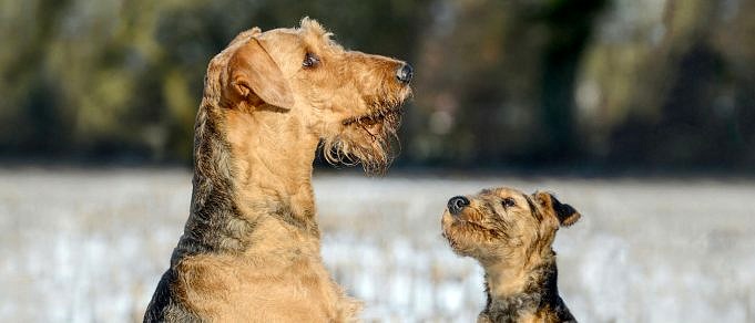 Hur Man Föder Upp Airedale Terriers - Historia, Bästa Praxis Och Hälsa