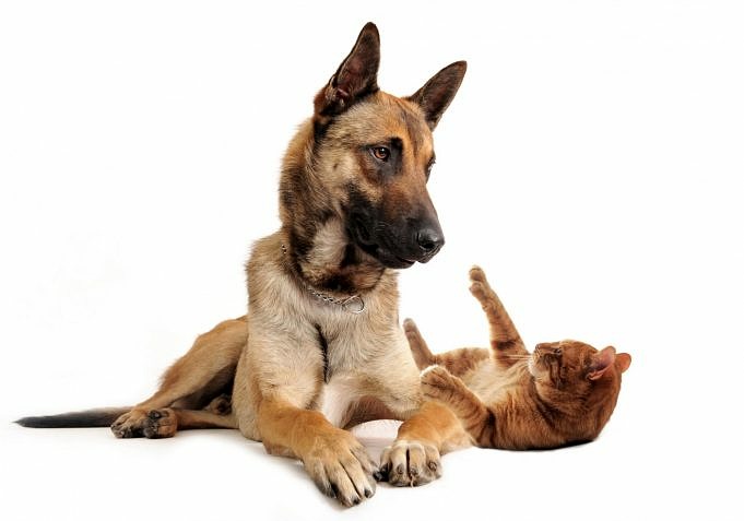 Kan Hundar Eller Katter Få Coronavirus?Förslag För Att Hålla Dina Husdjur Säkra