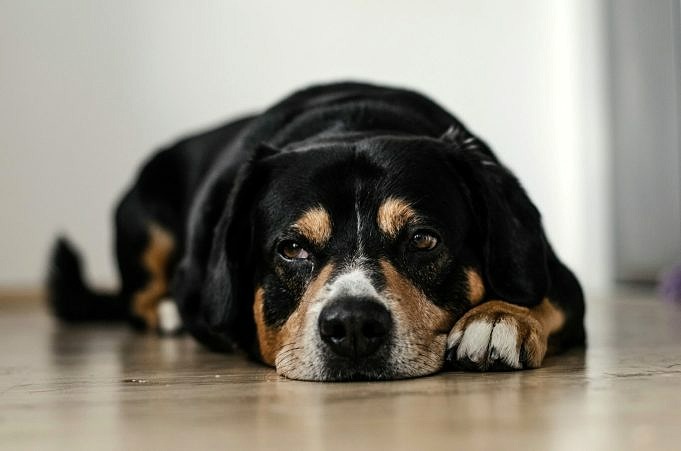 Navelbråck Hos Hundar Definition, Symtom, Behandling & FAQ