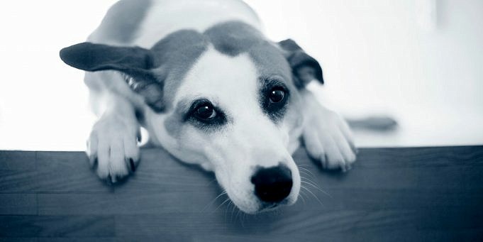 Se Upp För Dessa Symtom På Hundförgiftning